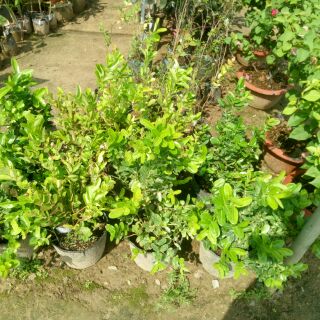 Chậu cây giống si ro ( cây siro cao 40 - 50cm )