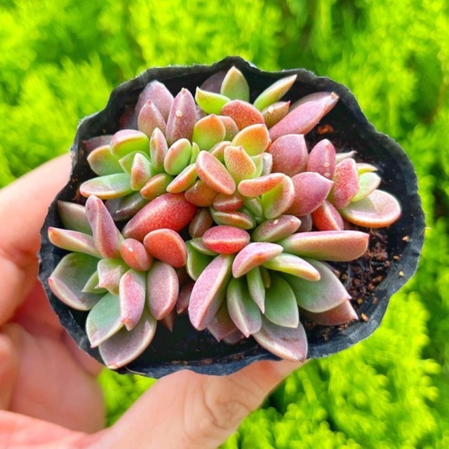 Sen đá mặt trăng 5-7cm - Vườn sen đá