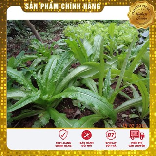 Hạt giống cây diếp tây- 1gr hat giong rau diếp tây