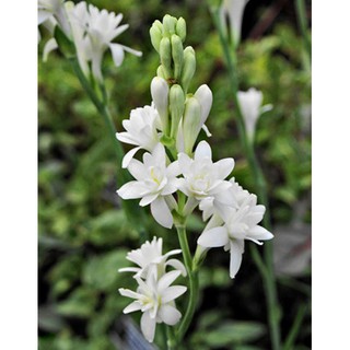 củ hoa huệ trắng kép hoa thơm, củ gửi hình cuối