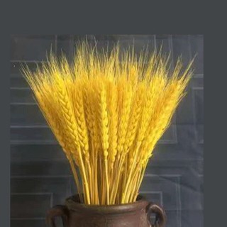 lúa mạch khô ( hoa thật sấy khô) decor, trang trí