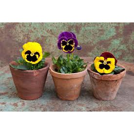 Hạt giống hoa Pansy - cánh bướm