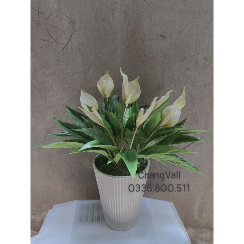 Chậu Lan Ý giả decor nội thất -chậu 3 cụm 9hoa siêu sang