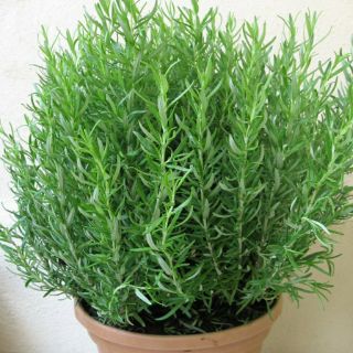 Cây hương thảo cực thơm