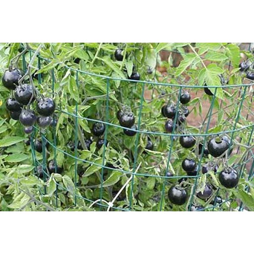 Hạt giống cà chua đen 10 hạt/ gói