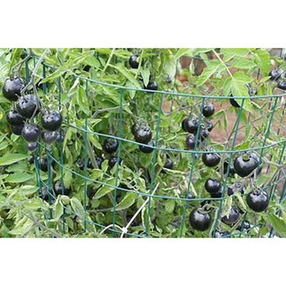 Hạt giống cà chua đen pha đỏ 10 hạt/ gói