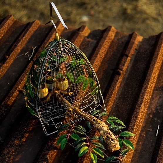 Thức Ăn Chim Cu Gáy Ngũ Cốc 20 Loại Hạt