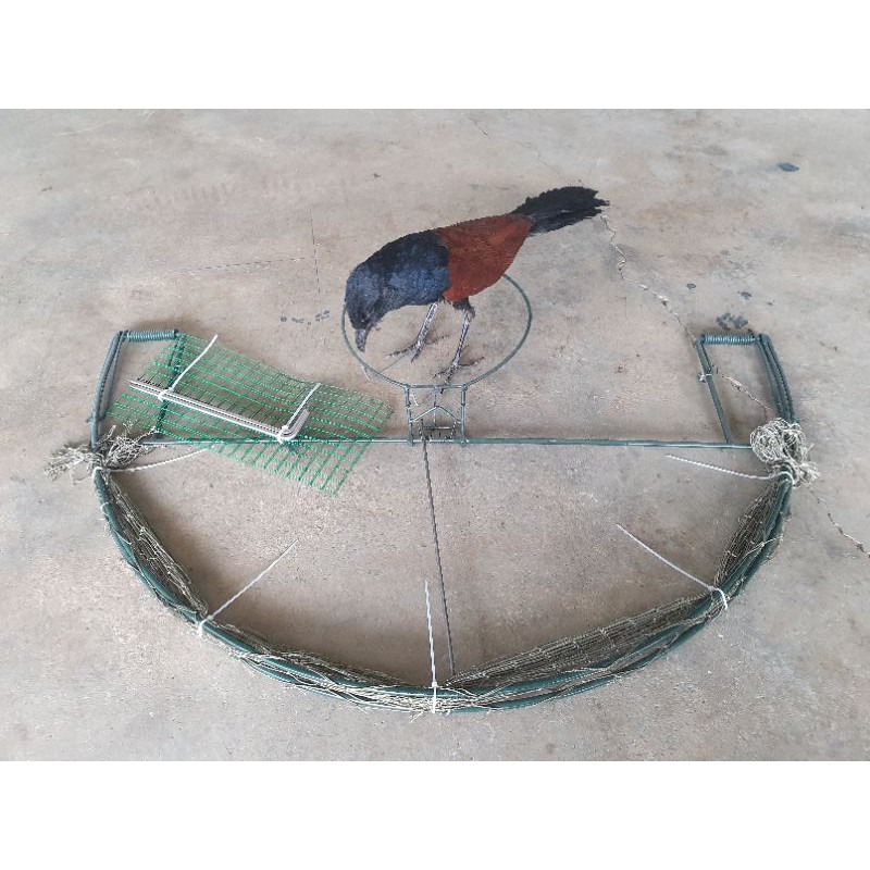 Combo mẹt và chim bìm bịp mồi giả