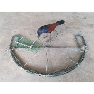 Combo mẹt và chim bìm bịp mồi giả