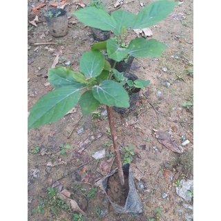 Cây giống cây vọng cách/cây lá cách/
