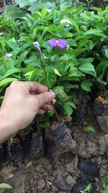 Nhài nhật giống cao 20cm-30cm- cây nhỡ đang nụ hoa 50-60cm