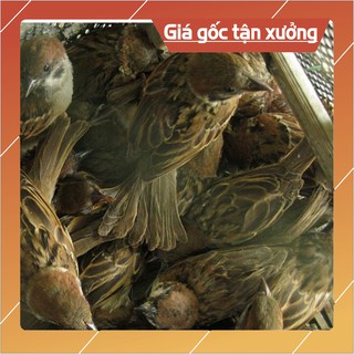 Lưới bẫy chim sẻ 20m - 30m