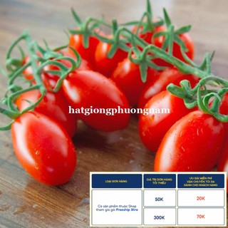 20H - HẠT GIỐNG CÀ CHUA CHERRY ĐỎ