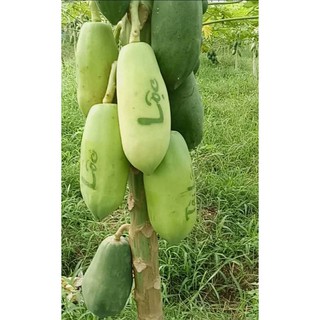 Túi giấy in chữ trên đu đủ