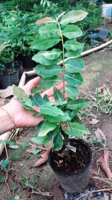 Hoa bạch mai miến điện lá trắng_cây ghép chuẩn