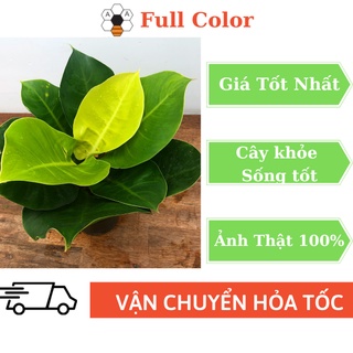 CÂY TRẦU BÀ ĐẾ VƯƠNG VÀNG size lớn (cao 40cm)