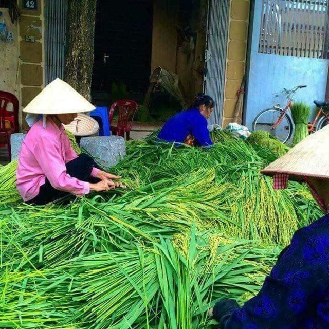 Cốm khô(ko tẩm màu) | BigBuy360 - bigbuy360.vn