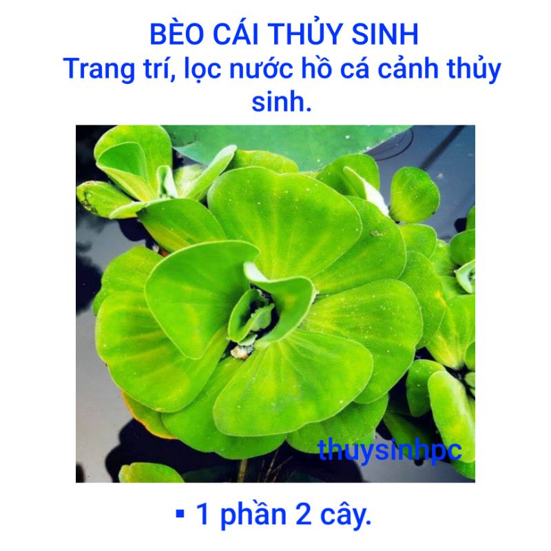 Bèo cái trang trí và lọc nước bể thủy sinh cá cảnh