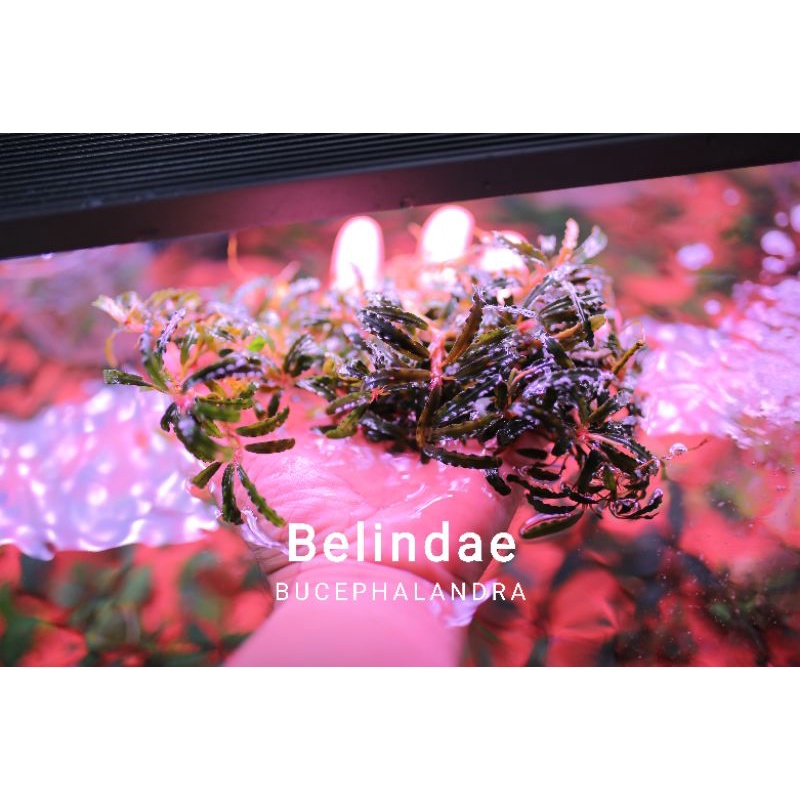 Bucep Belindae Red | Hàng bụi rất to | Cây thủy sinh lá cạn
