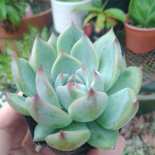 Sen đá viền đỏ - Sen đá 13