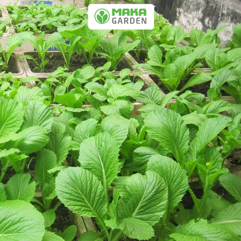 Hạt giống Cải Bẹ Xanh Mỡ  Rado 57  -Gói 20Gr-50Gr -Chịu Nhiệt, Sinh Trưởng Tốt