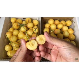 cây Cây Giống Cherry Vàng New Zealand.. 5 tháng cho trái  - Cây Giống Nhập Khẩu  - Cây Giống Nhập Khẩu