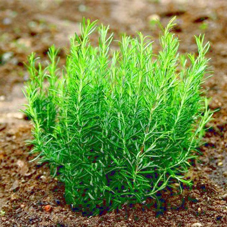 Hạt Giống Hương Thảo Rosemary (50 Hạt) - Dễ Trồng, Gia Vị Thơm, Đuổi Muỗi - MUA 3 TẶNG 1 CÙNG LOẠI