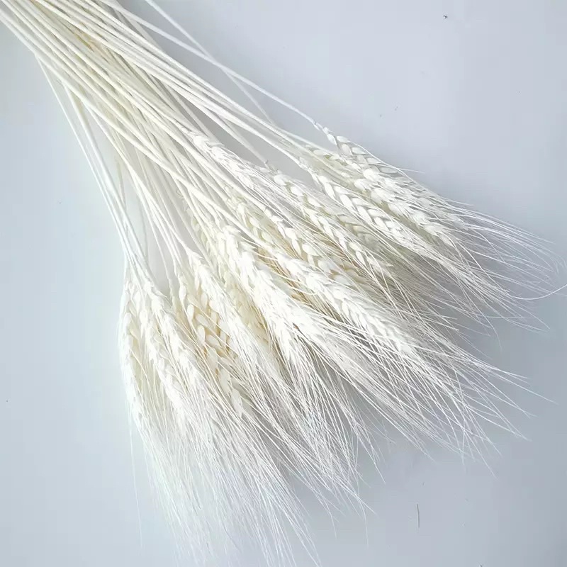 5 hoa lúa mạch khô trắng ❤️FREESHIP❤️ Hoa Lúa mạch khô ITALY retro vinatge, trang trí cưới