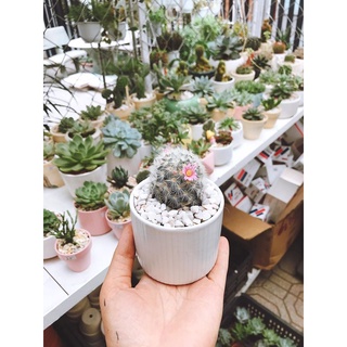 Hạt Giống Hoa Xương Rồng (tặng kèm phân bón)
