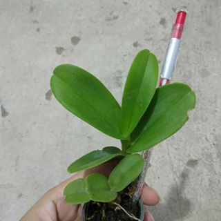 Bò vàng cây giống