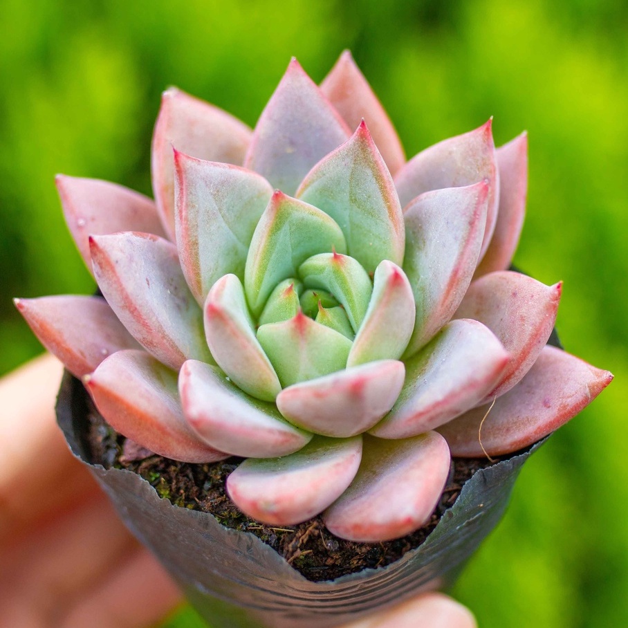 Sen đá mận đỏ 5-7cm - Vườn sen đá