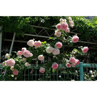 Hạt giống hoa hồng leo Pháp