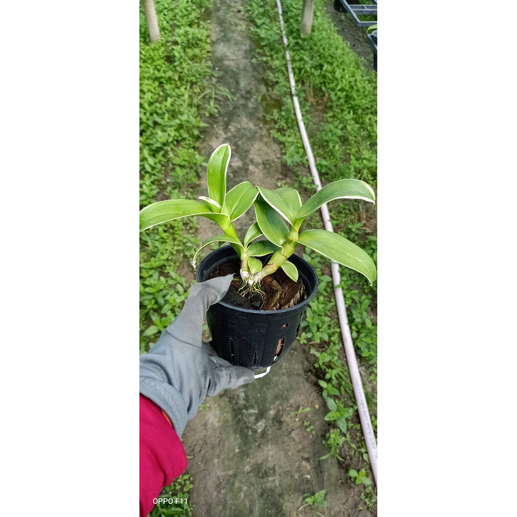 Dendro đột biến - dòng dendro nắng thơm phát tài - Rau&Hoa Shop