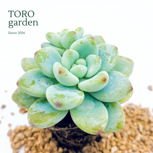 Sen đá sỏi thiên thanh Đà Lạt size mini cây cảnh trang trí nhà cửa Toro garden