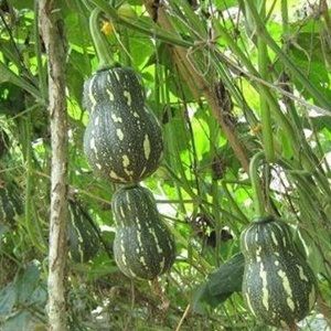 Hạt giống Bí Hạt Đậu F1 siêu quả