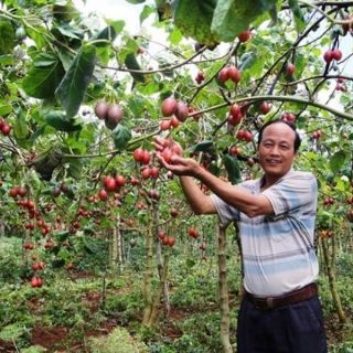 Cây cà chua thân gỗ