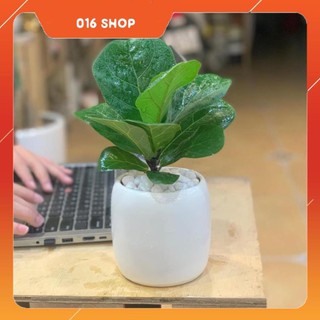 Cây Bàng Singapore để bàn (cây Bàng cảnh, cây Bàng sing, cây Bàng singapo)