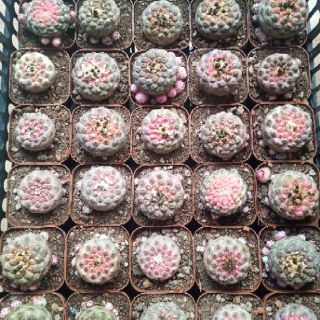 Xương rồng Copiapoa hypogaea
