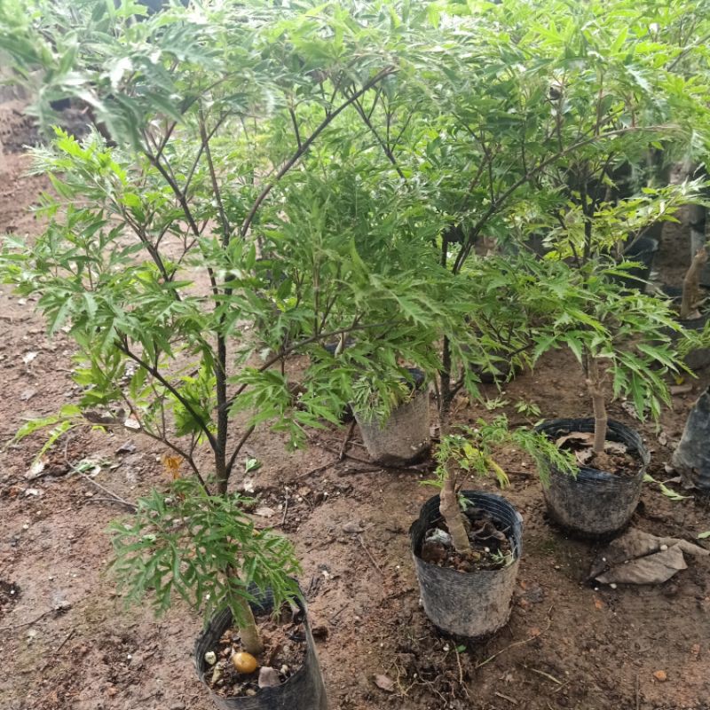 Đinh lăng nếp lá nhỏ cây giống to đẹp