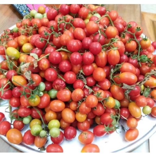 Hạt Giống Cà Chua Bi Chùm Đỏ Chuỗi Ngọc F1 Dễ Trồng Ăn Cực Ngon