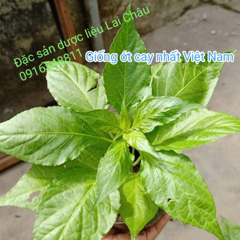 1 cây giống ớt trung đoàn, giống ớt cay nhất Việt Nam