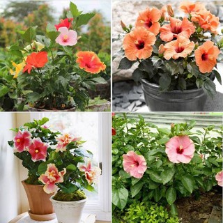10 Hạt giống hoa râm bụt lùn Thái Mix màu (Kèm kích thích hạt nảy mầm)