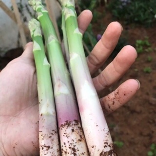 Combo 100 cây giống măng Tây xanh