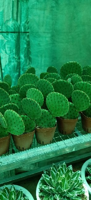 Cây Xương rồng tay gấu