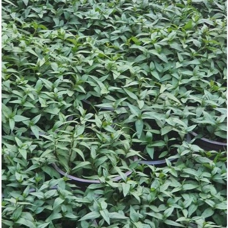 Rau chậu Rau răm TACY'S GARDEN 100% rau sạch nhà vườn trồng