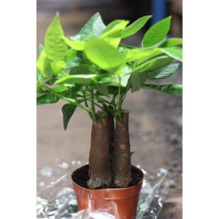 Cây kim ngân 3 gốc