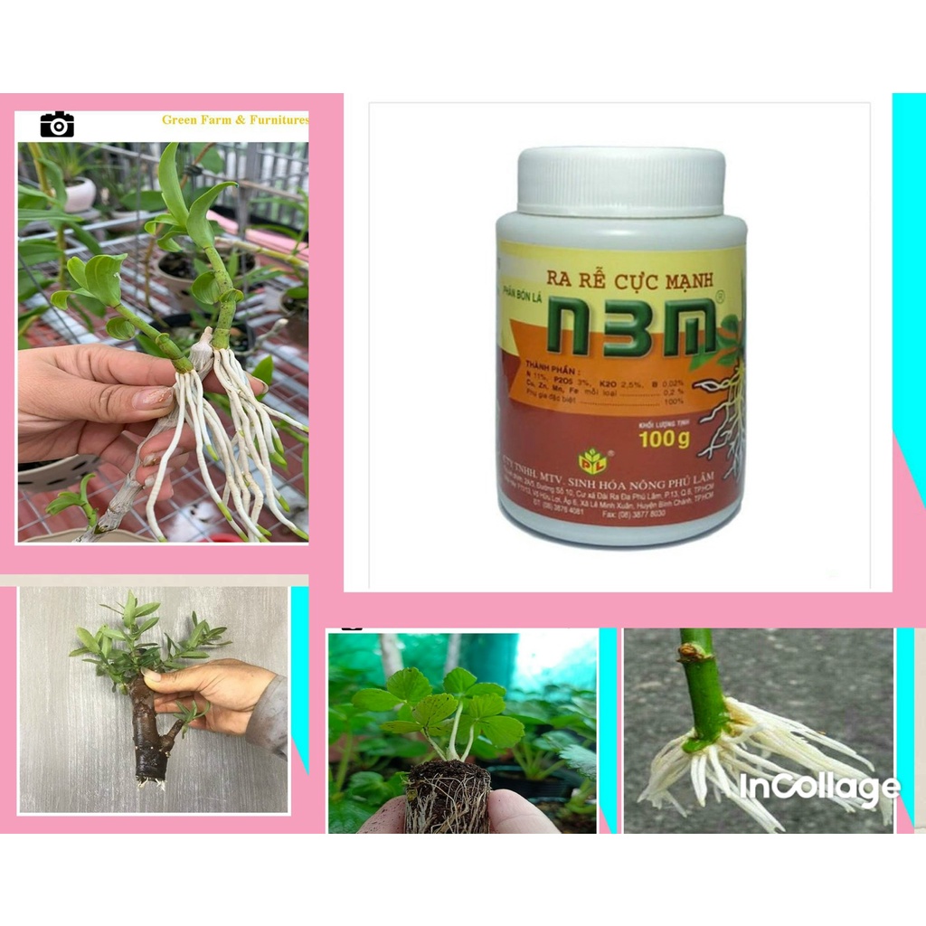 Thuốc siêu kích rễ N3M cho Lan, Mai Vàng, Cây cổ thụ...ghép,chiết,dâm cành. Lọ 100gr (dạng bột)