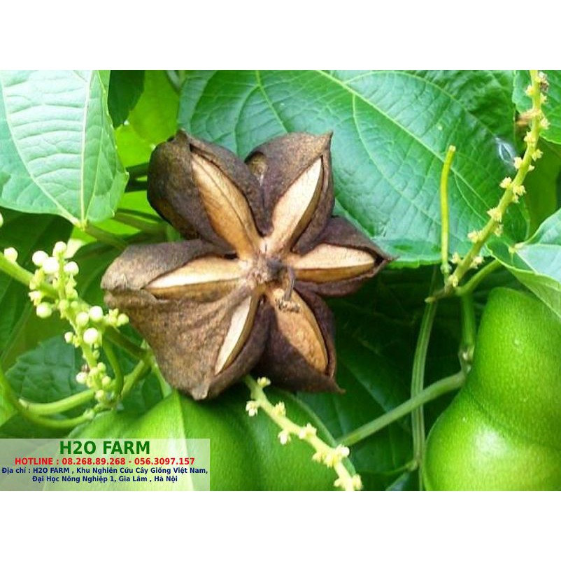 Cây sachi hương liệu - Cây hương liệu