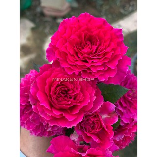 Hoa hồng ngoại Ramukan hồng thắm MinaKun Shop