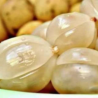 Cây giống bòn bon